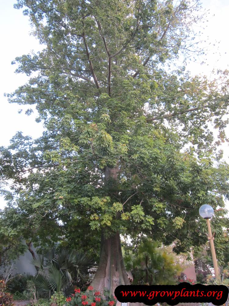 Ceiba pentandra