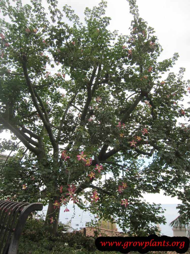 Ceiba speciosa