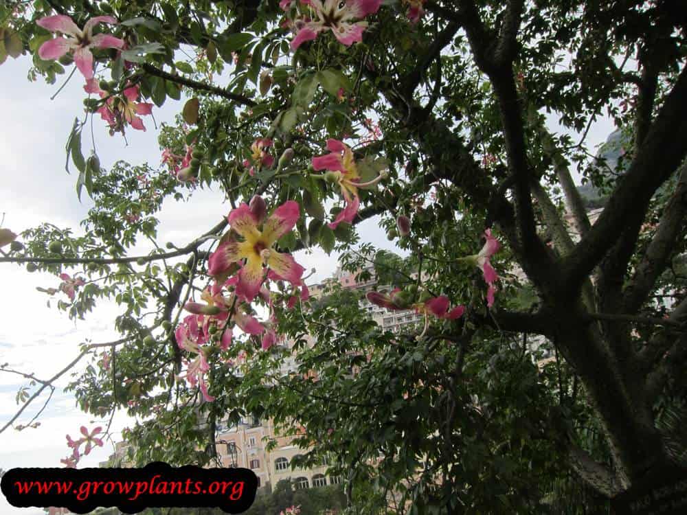 Growing Ceiba speciosa