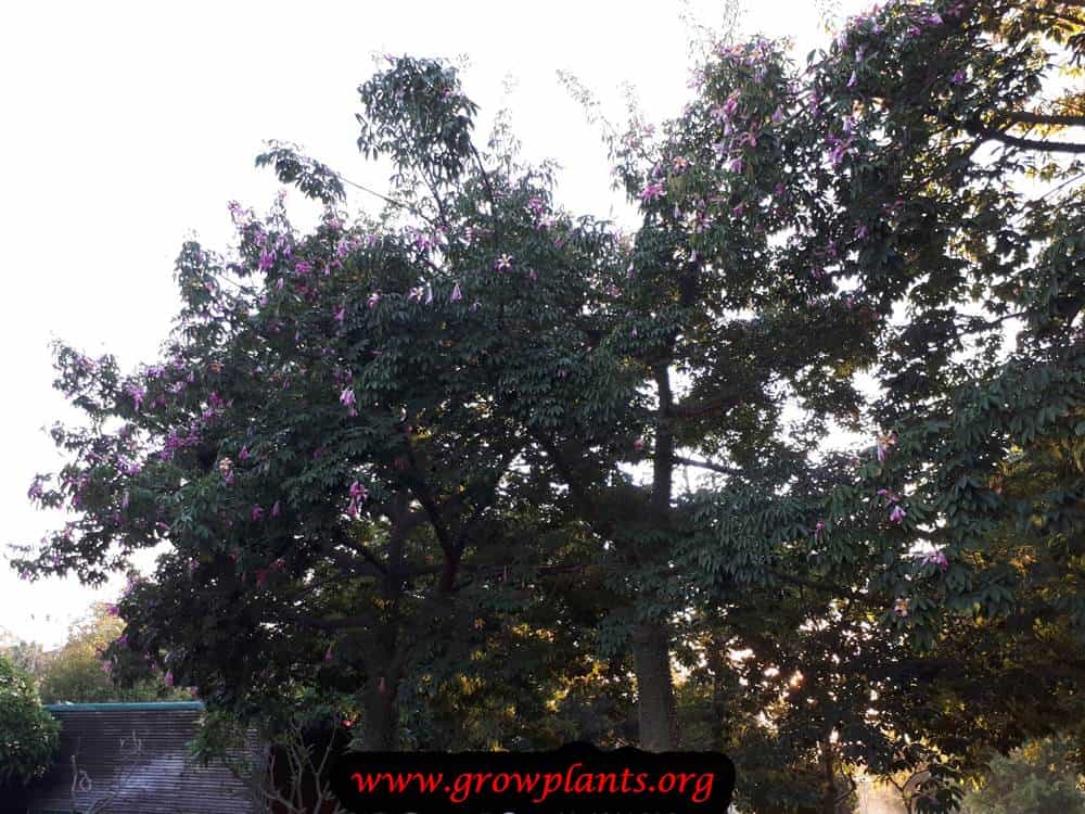 Ceiba speciosa shade tree