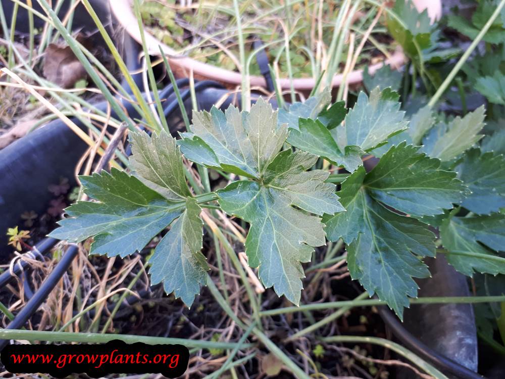 Celery leaves