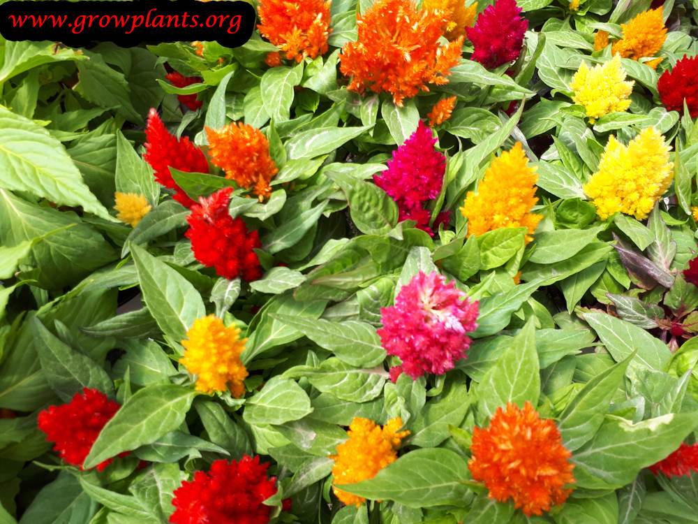 Celosia plumosa