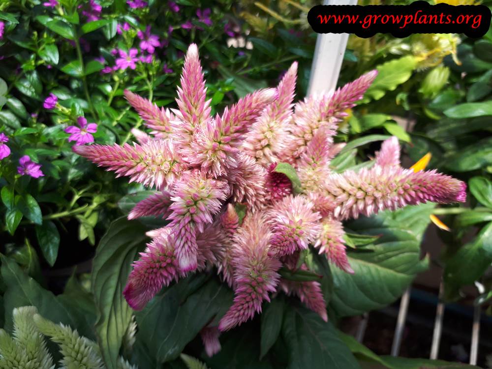 Celosia spicata