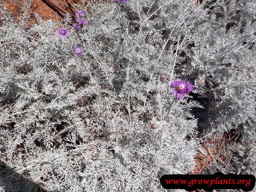 Centaurea gymnocarpa