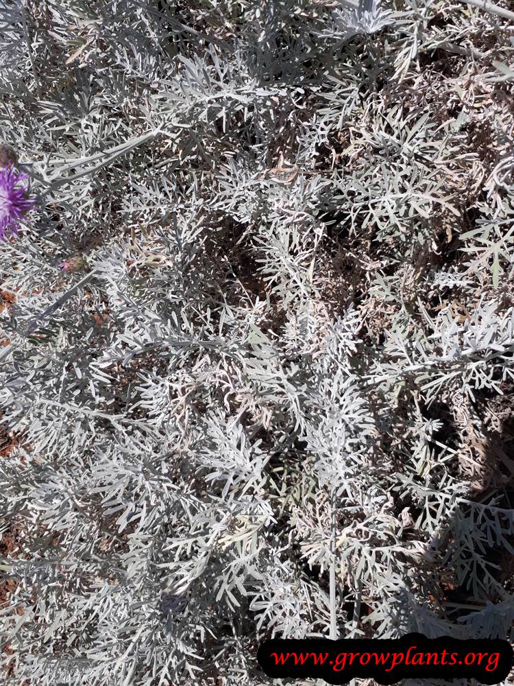 Centaurea gymnocarpa plant care