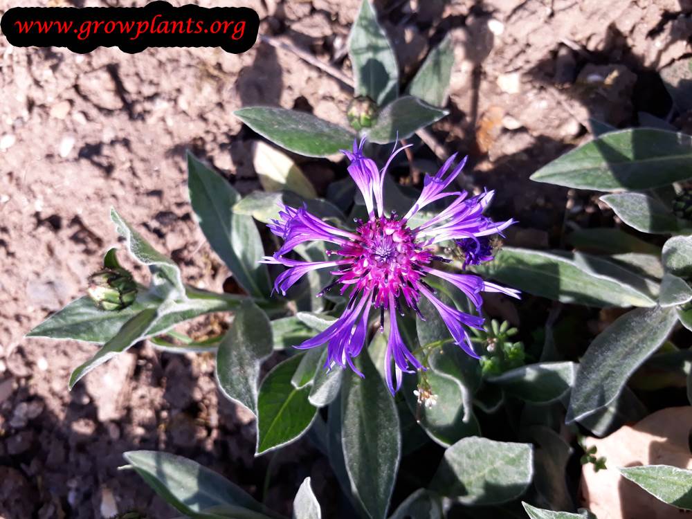 Centaurea montana flower