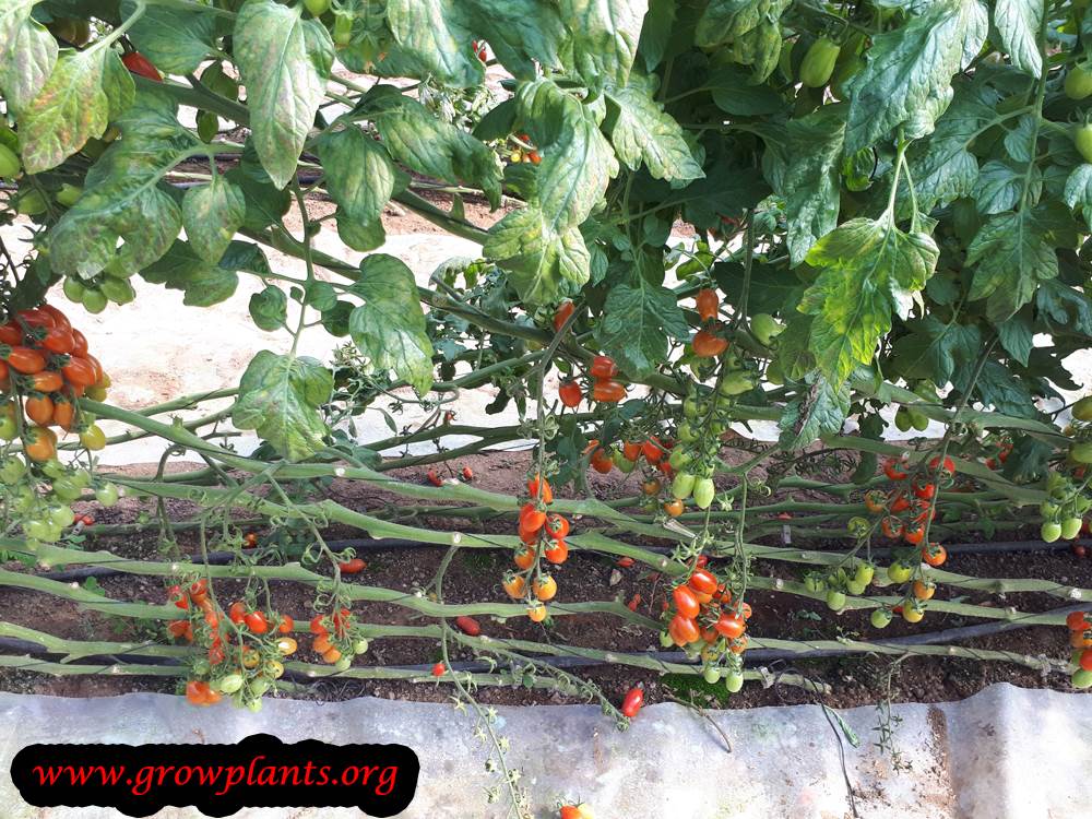 Cherry tomato How to grow &amp; care