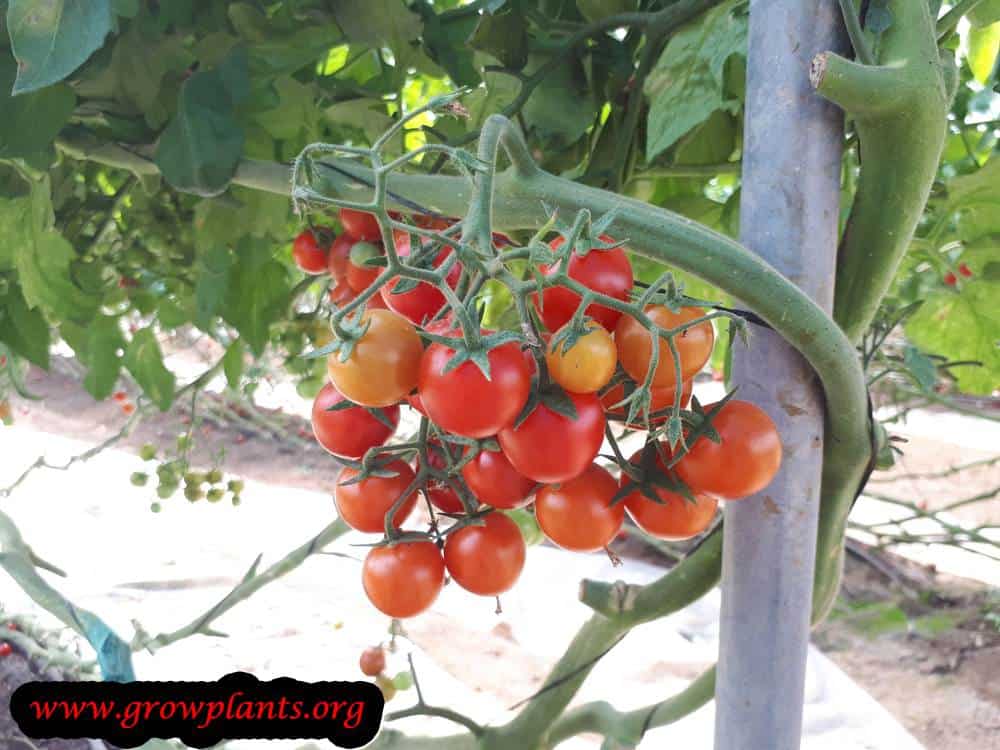Cherry tomato How to grow & care