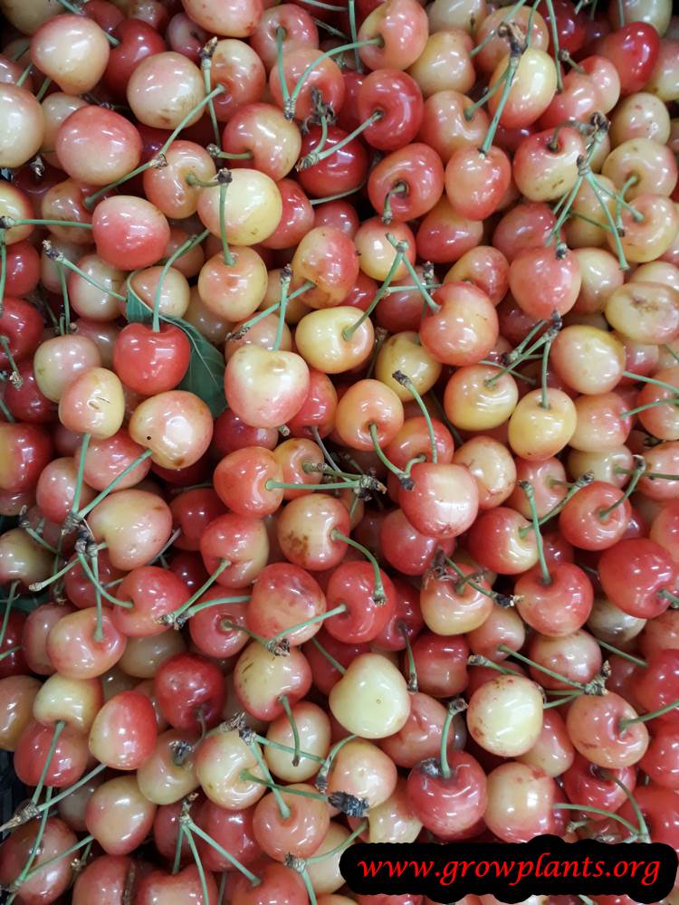 Yellow red Cherry tree harvest fruit