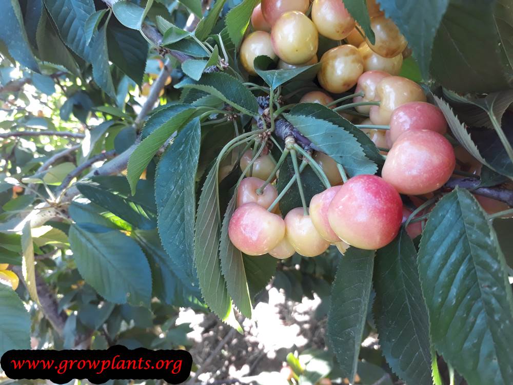 Growing Cherry tree easy