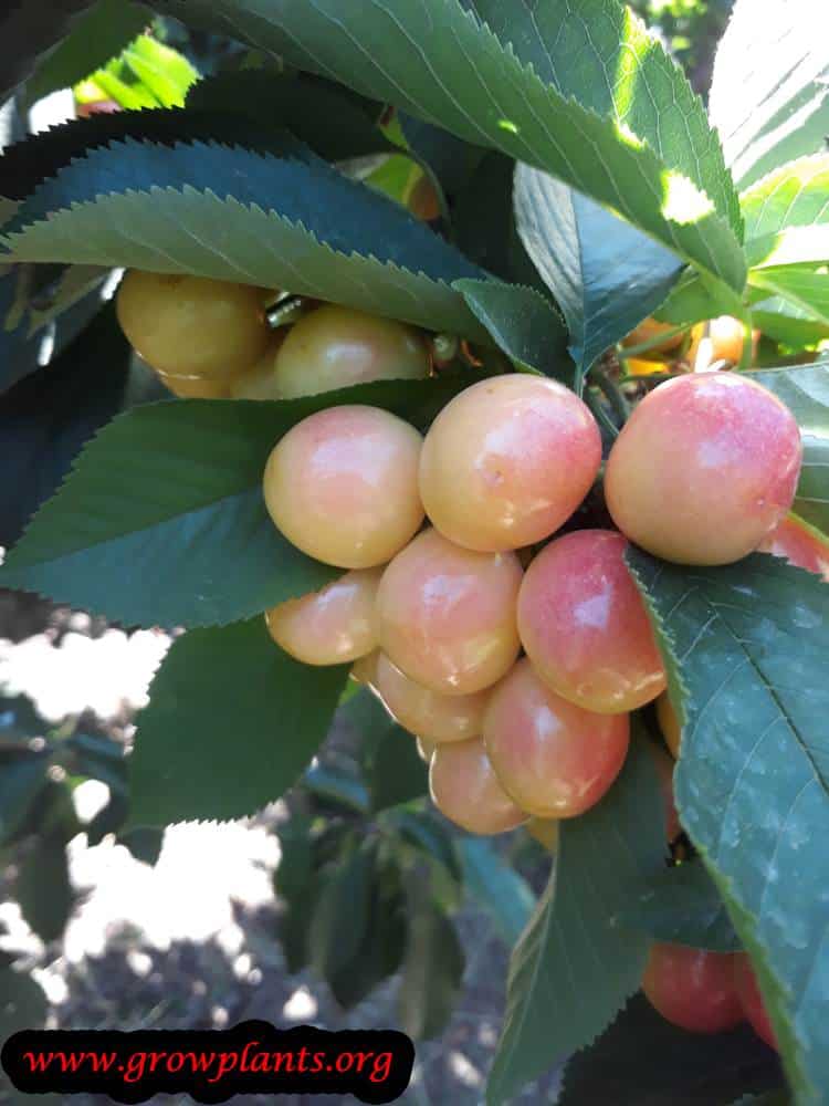 Cherry tree planting