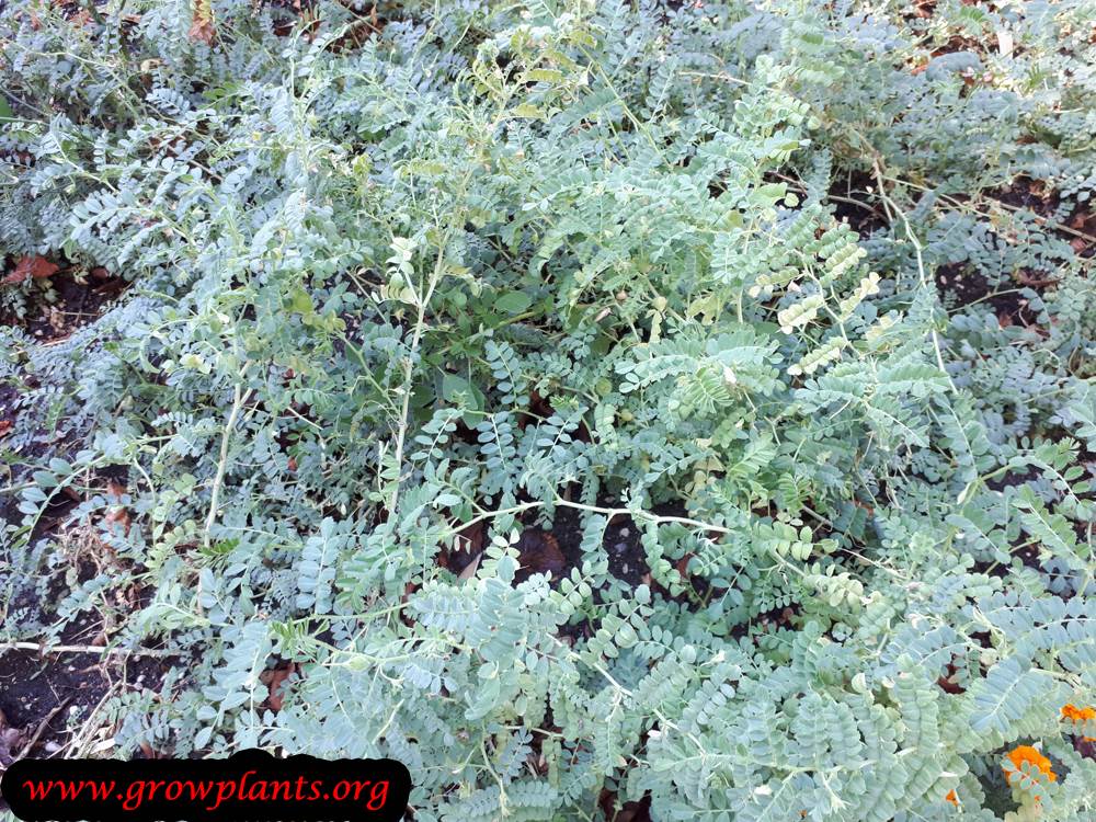 Chickpea plant