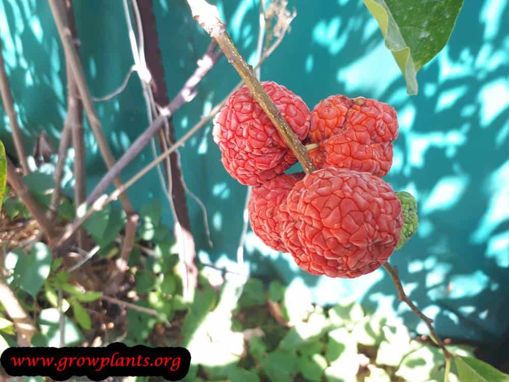Mandarin melon berry