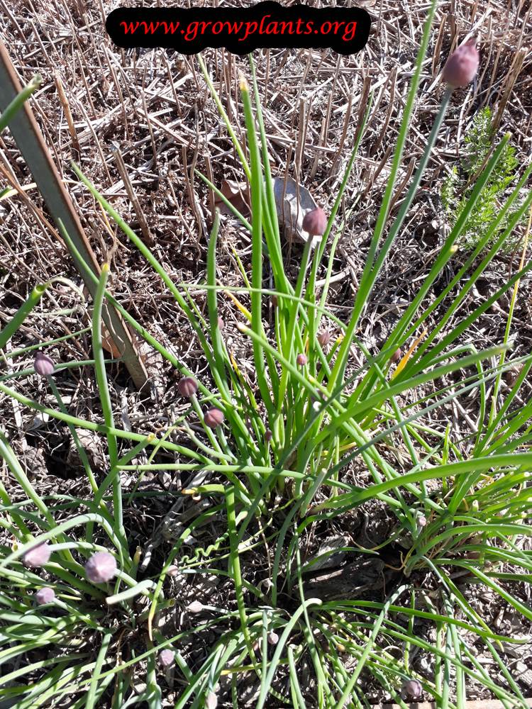 Chives plant care