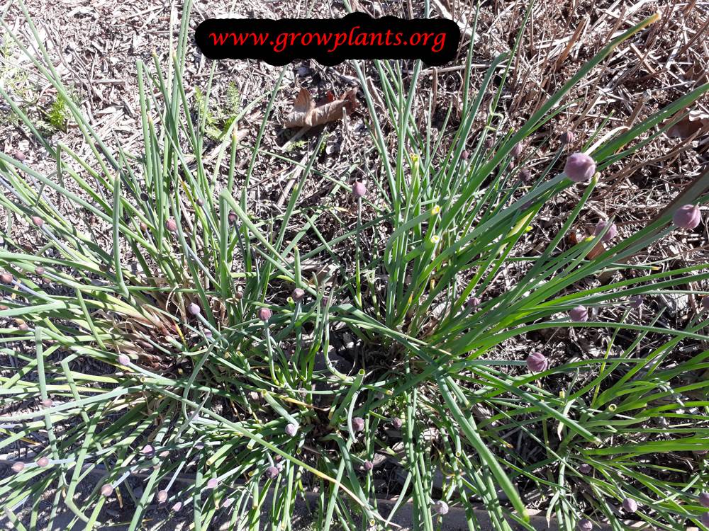 Chives growing season
