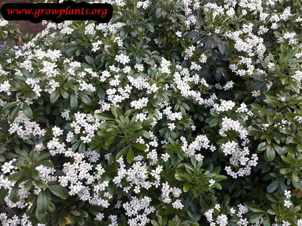 Choisya ternata plant care