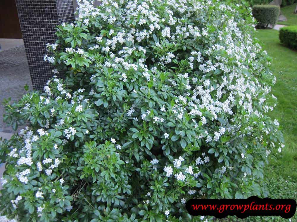 Growing Choisya ternata plant