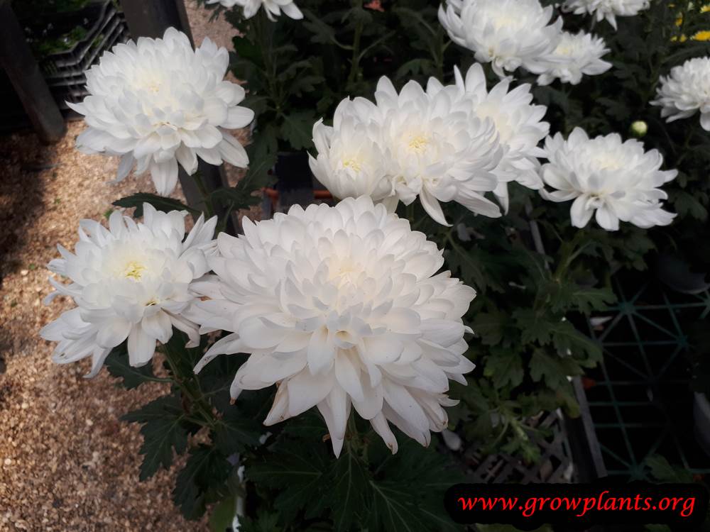 Chrysanthemum morifolium flowers