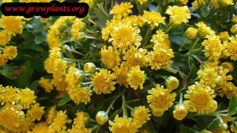 Chrysanthemum pacificum