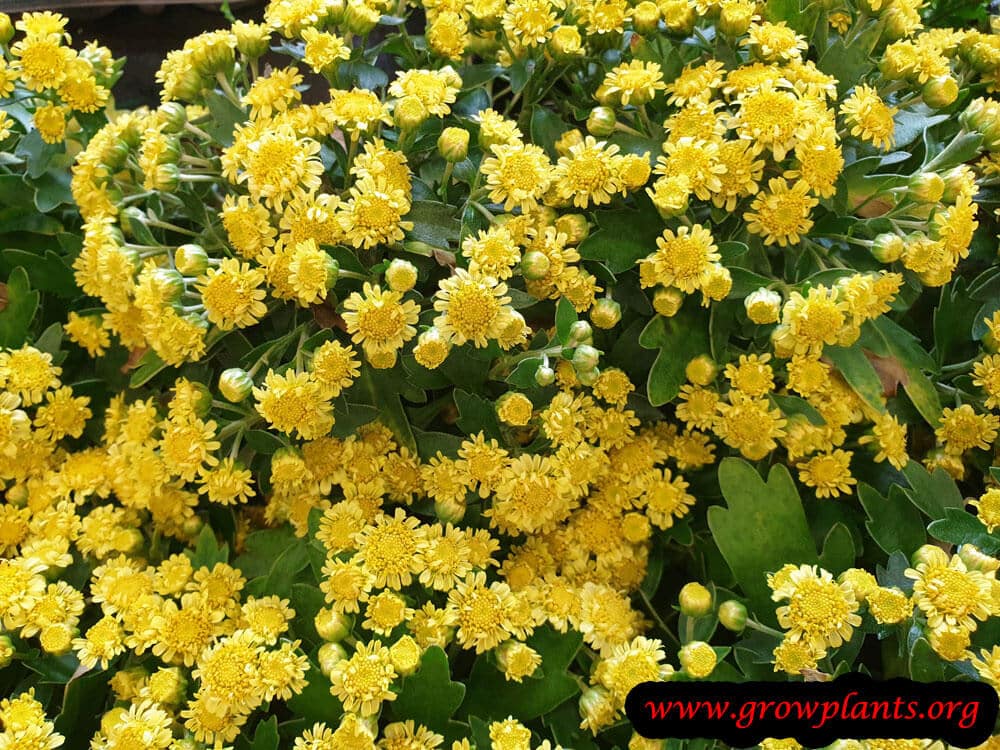 Chrysanthemum pacificum plant care