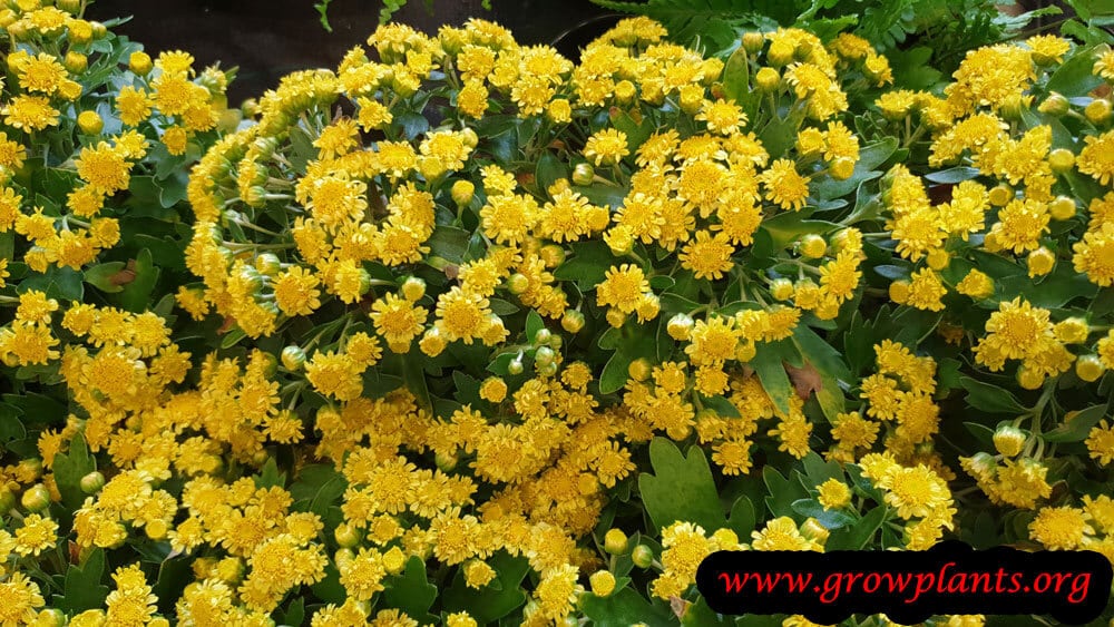 Chrysanthemum pacificum flower