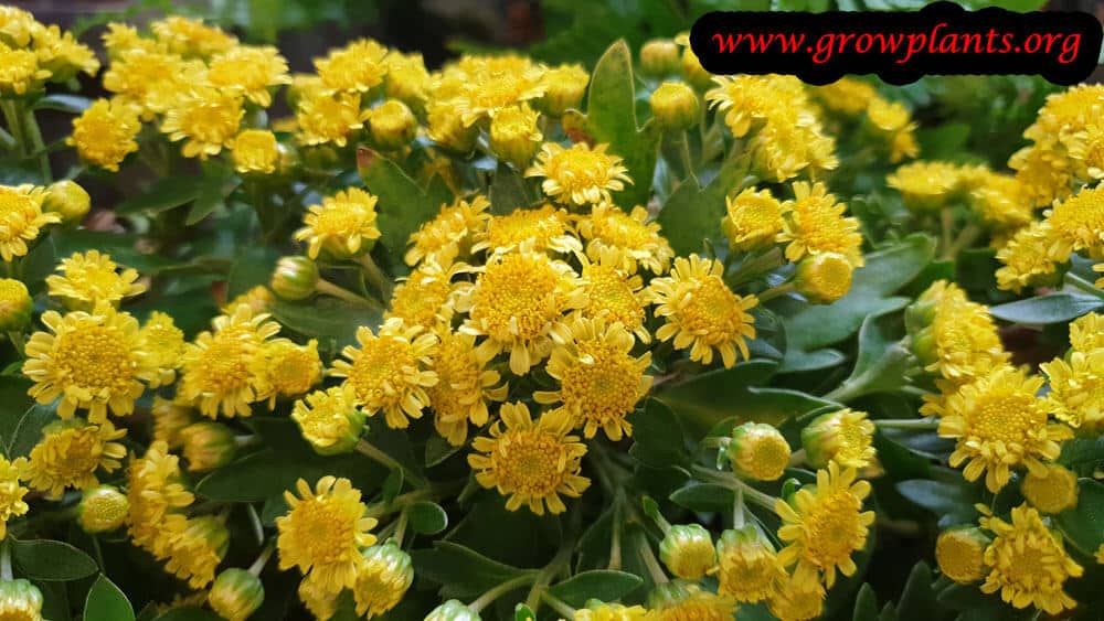 Chrysanthemum pacificum blooming information