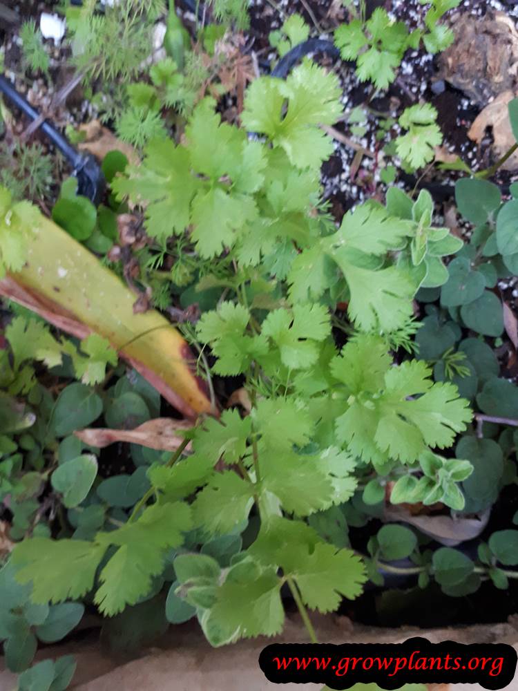 Cilantro plant