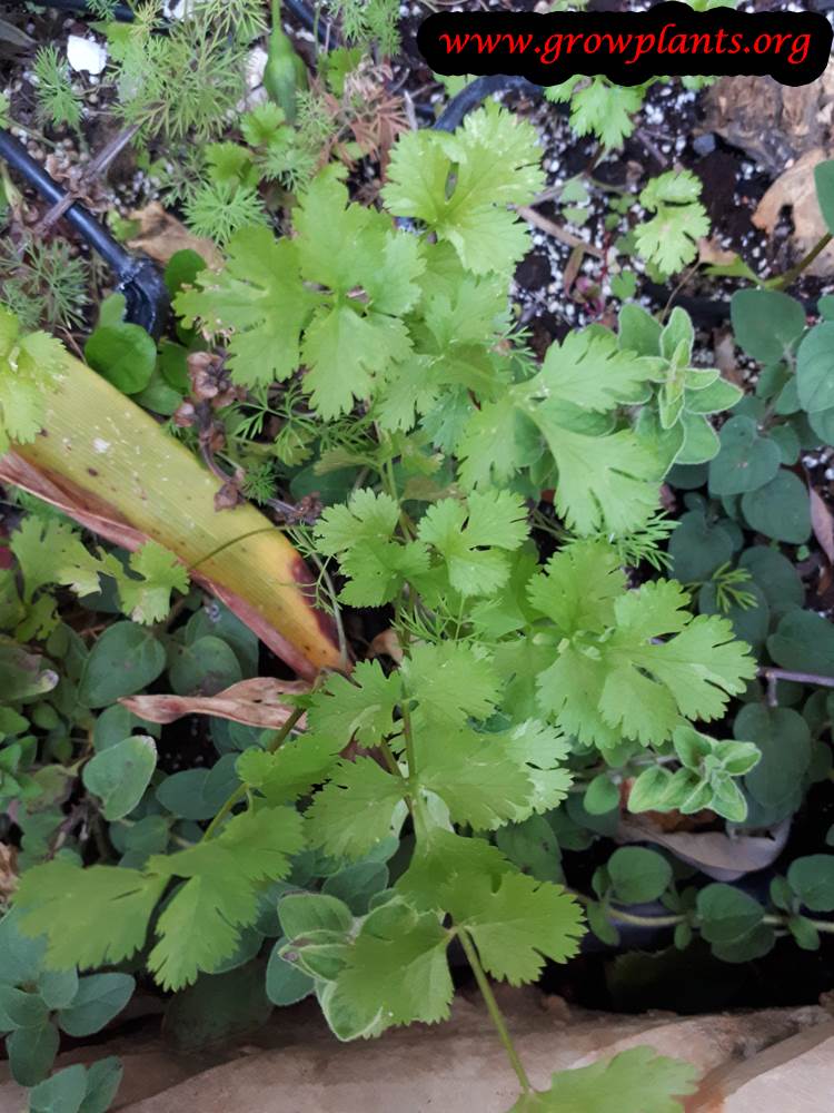 Growing Cilantro plant