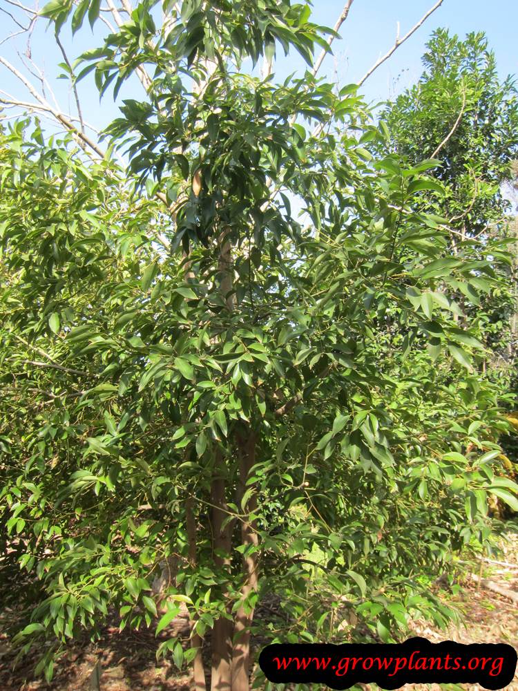 Harvesting Cinnamon tree season