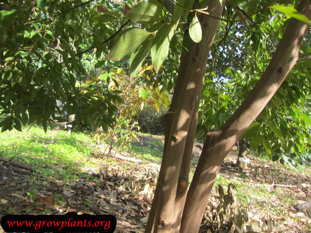 Cinnamon tree bark