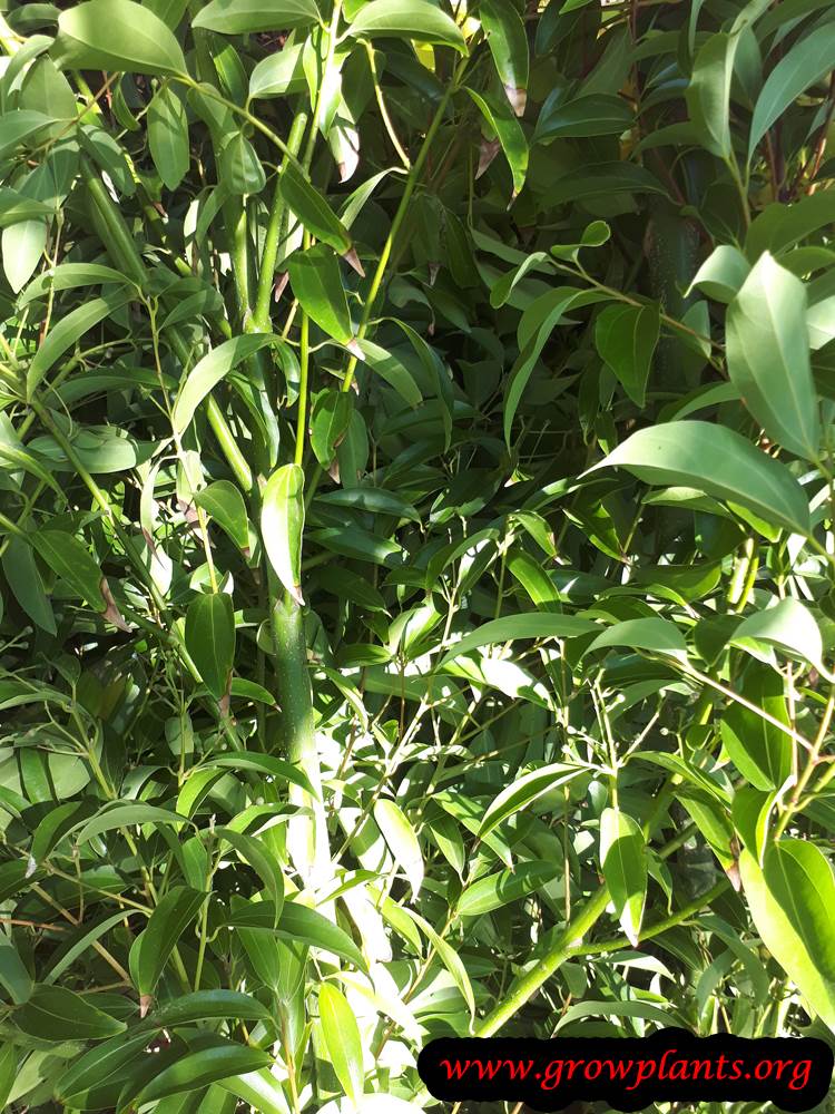 Harvesting Cinnamon tree