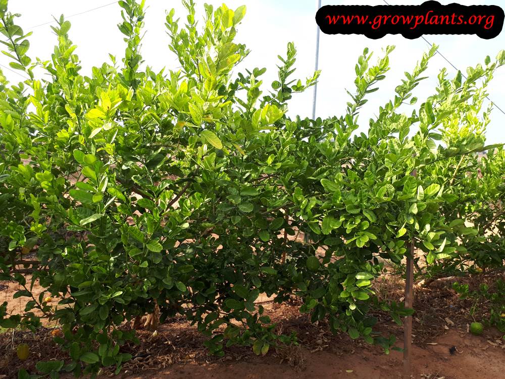 Planting Citron tree