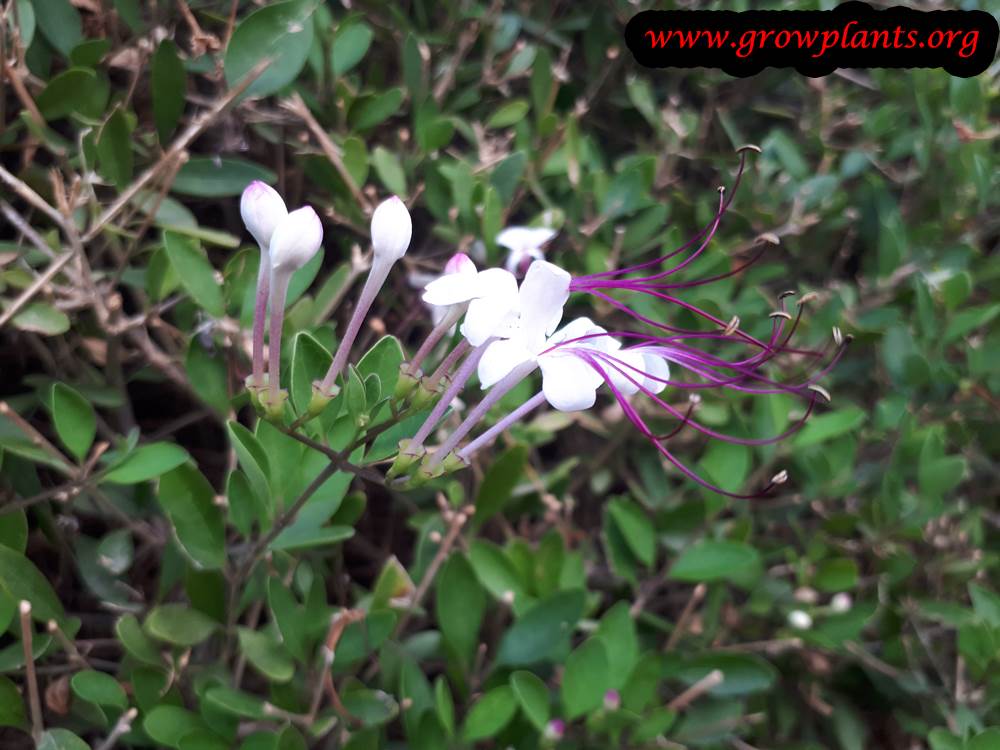Clerodendrum inerme flowers