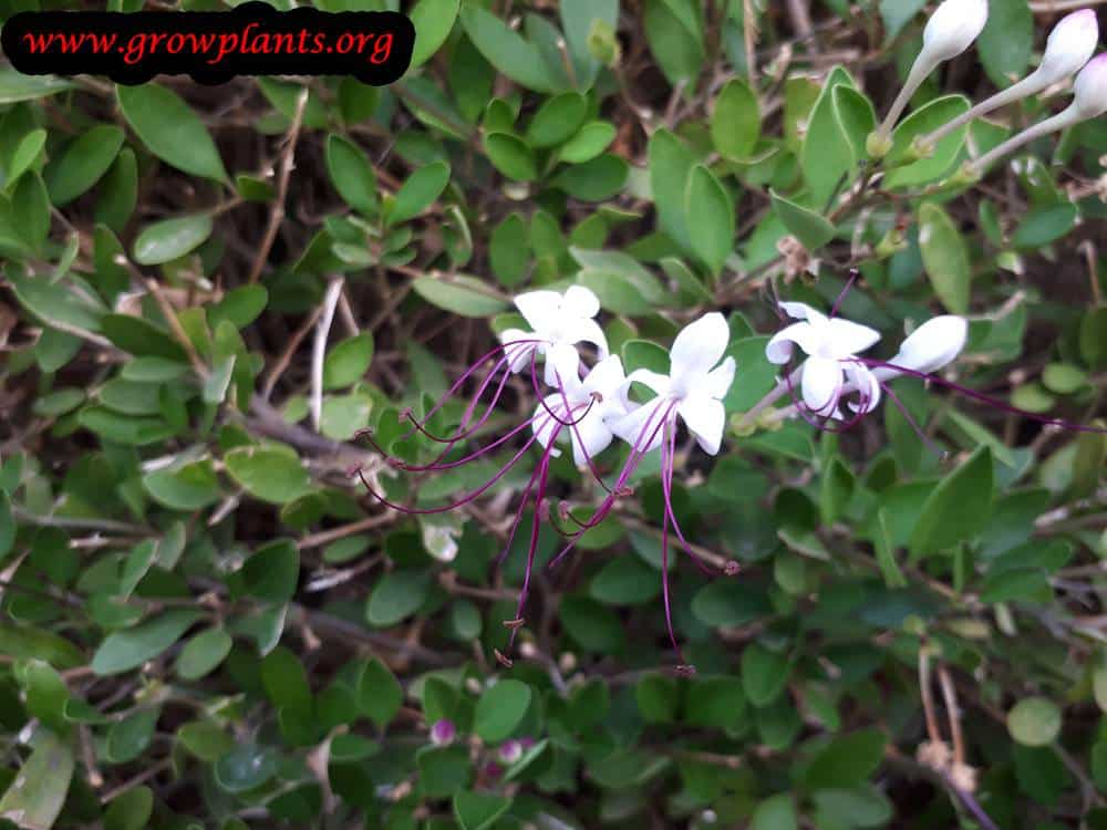 Clerodendrum inerme plant care