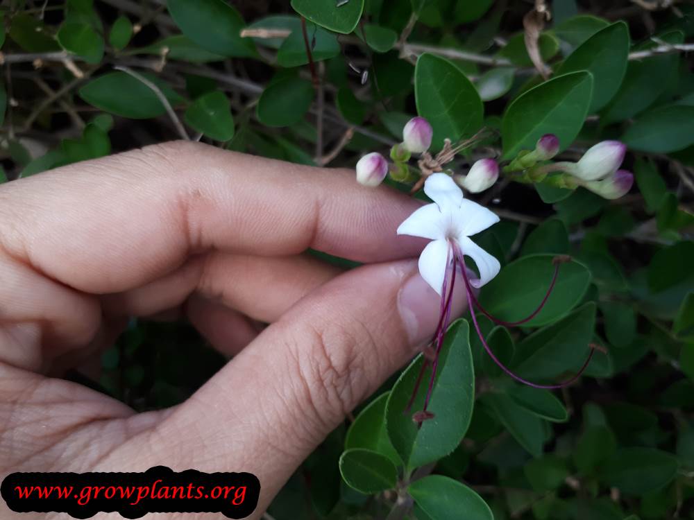 Blooming Clerodendrum inerme