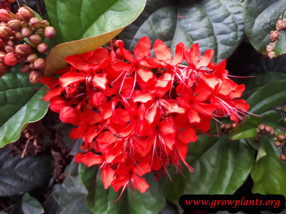 Clerodendrum splendens