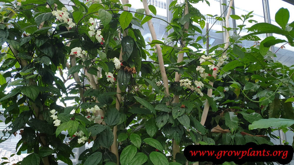 Clerodendrum thomsoniae