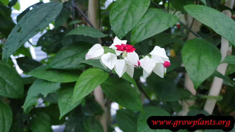 Clerodendrum thomsoniae flowers