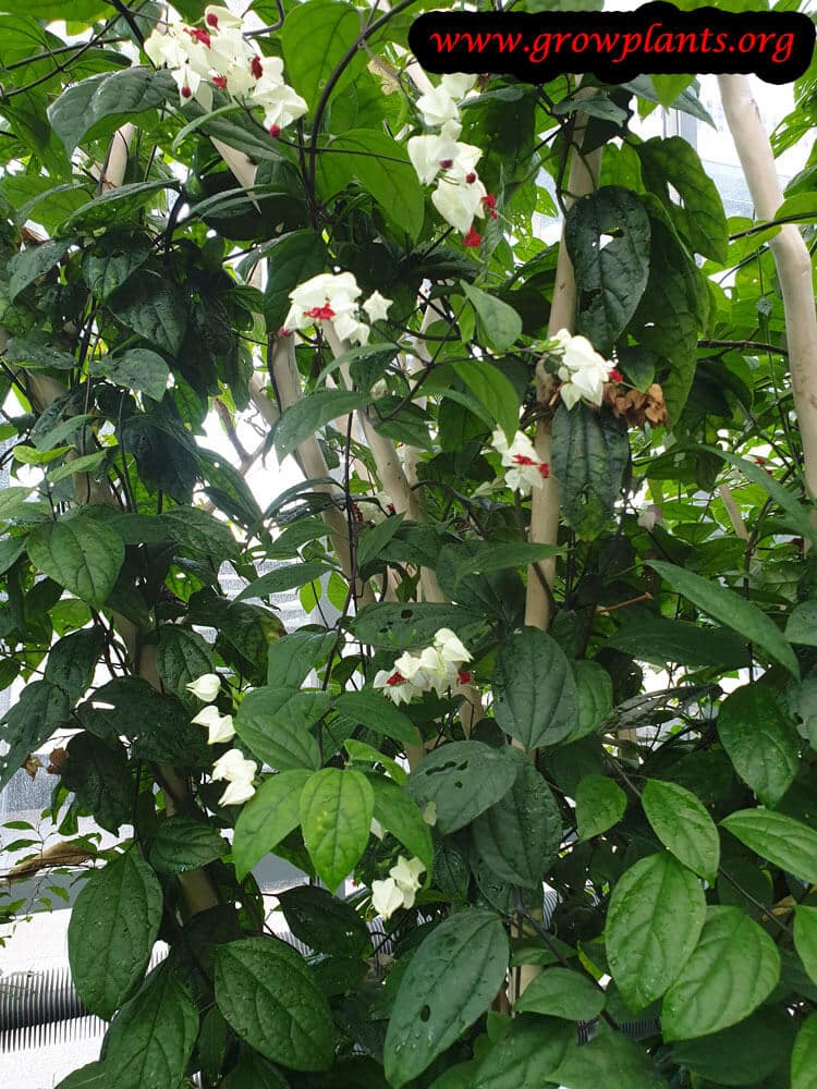 Clerodendrum thomsoniae plant