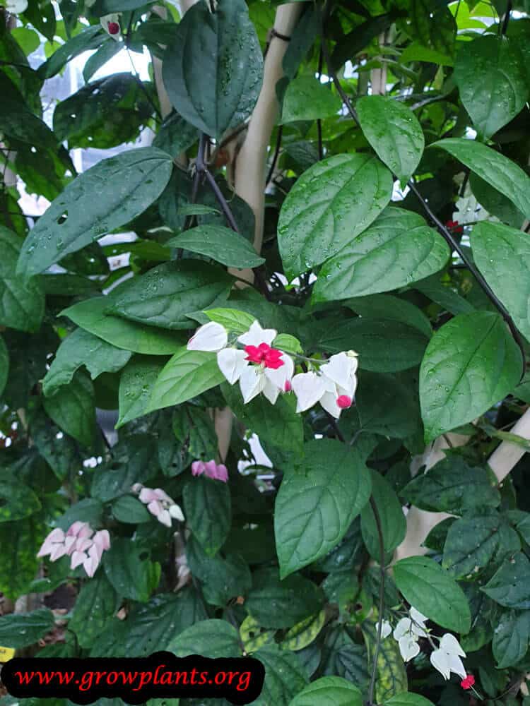 Clerodendrum thomsoniae plant care