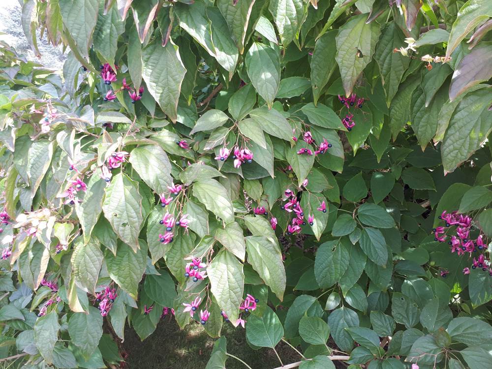 Clerodendrum trichotomum