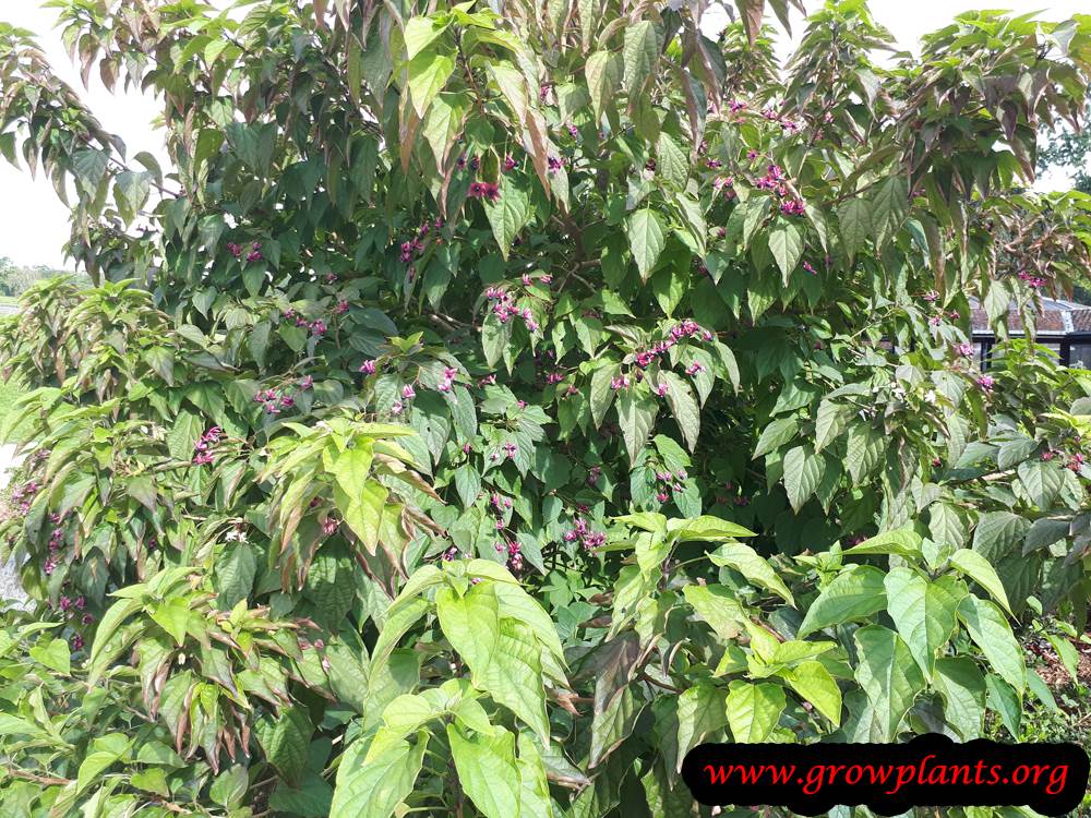 Growing Clerodendrum trichotomum plant