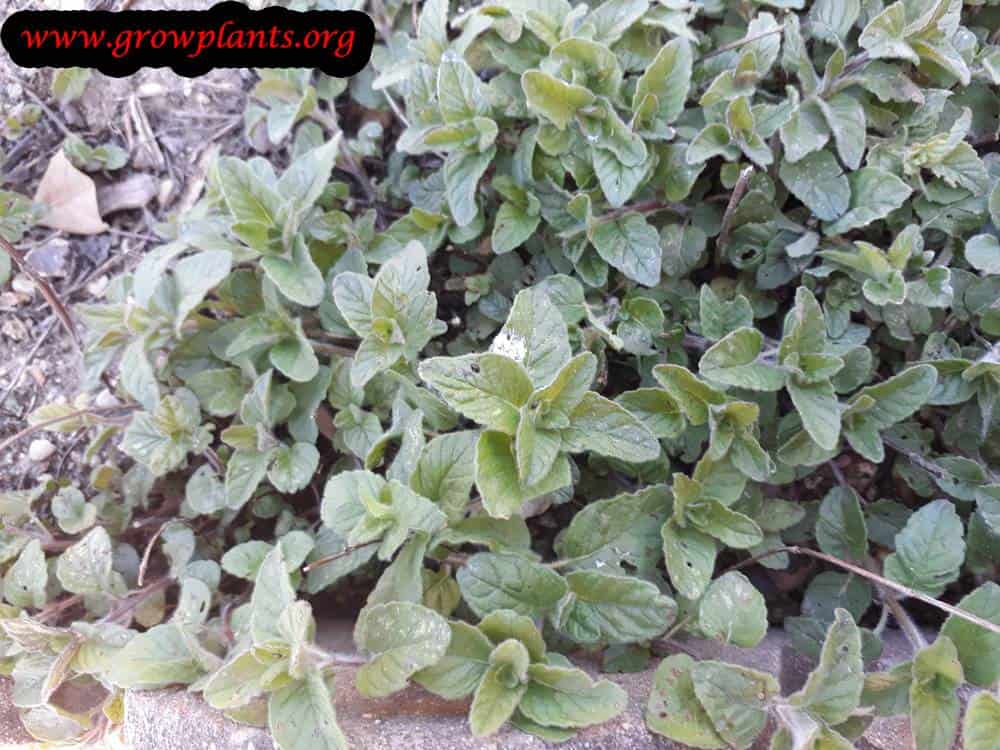 Clinopodium vulgare