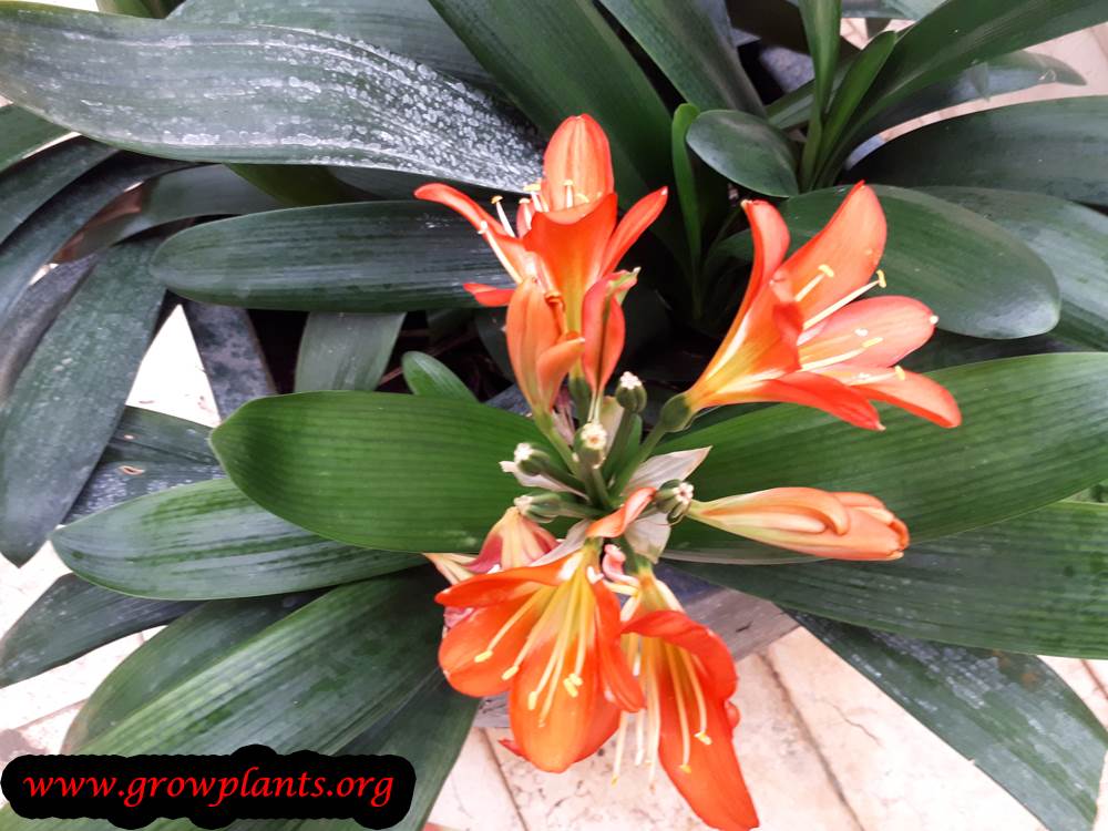Clivia miniata flower