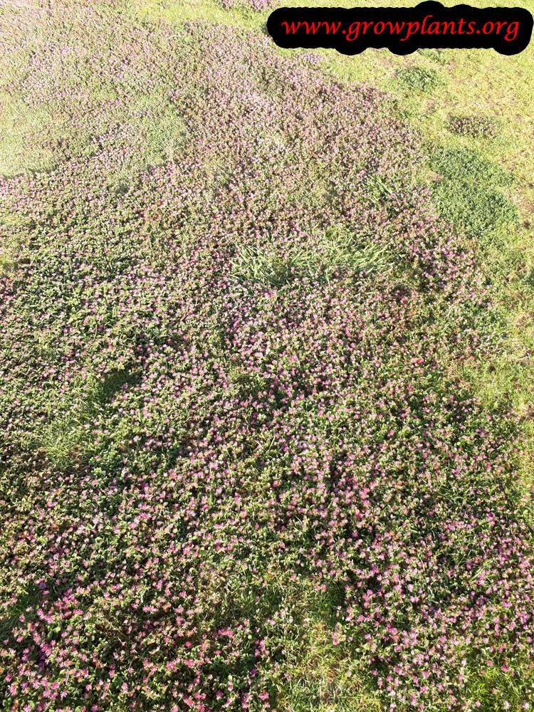 Clover plant How to grow & care