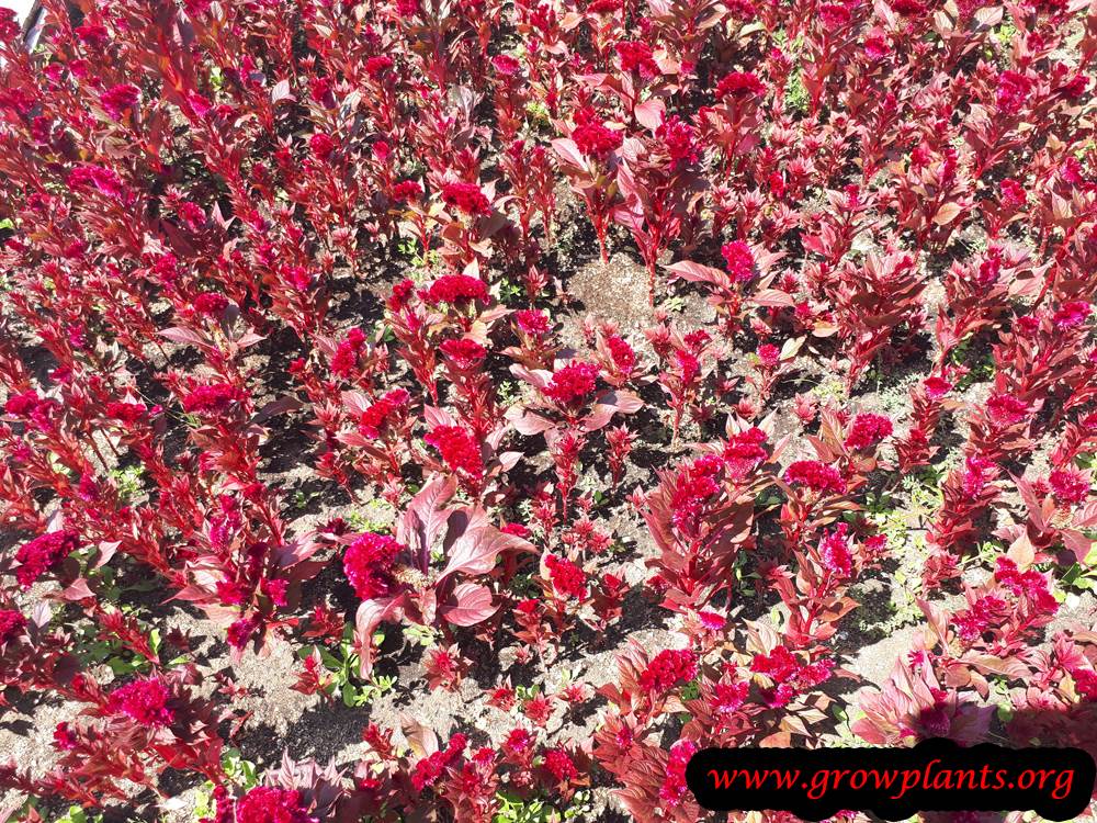 Cockscomb plant care