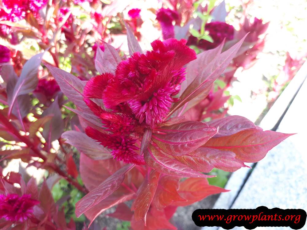 Cockscomb plant flowers