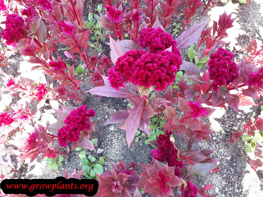Cockscomb flowers