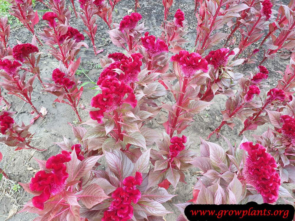 Cockscomb blooming information