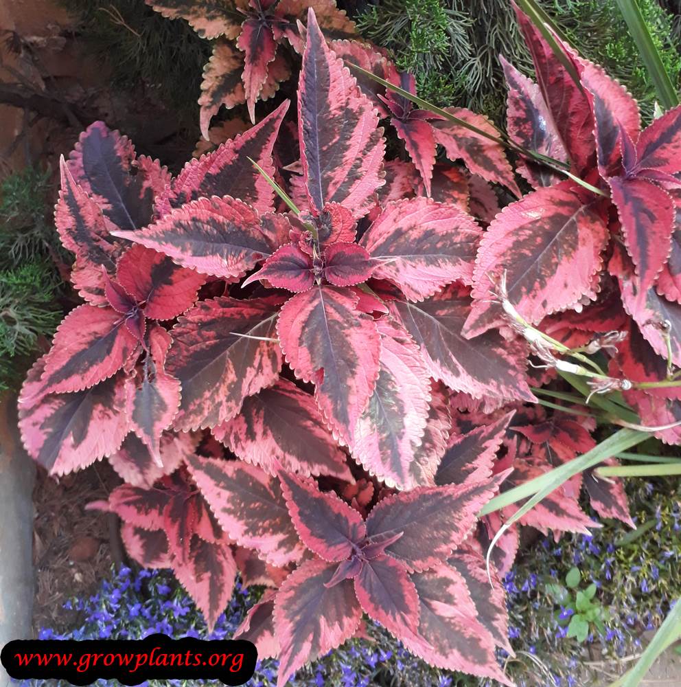Coleus red black leaves